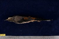 藏品(白耳畫眉)的圖片